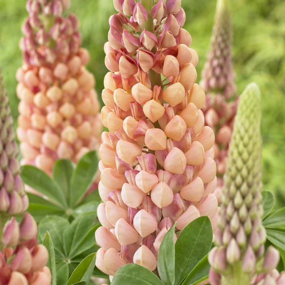 Image Credit: Walter Blom Plants B.V.