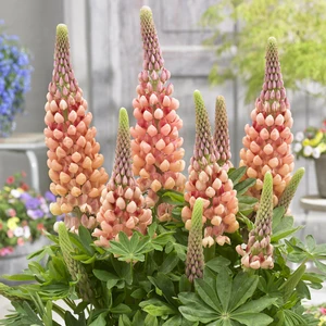 Image Credit: Walter Blom Plants B.V.