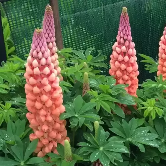 Lupinus West Country 'Salmon Star' 3L