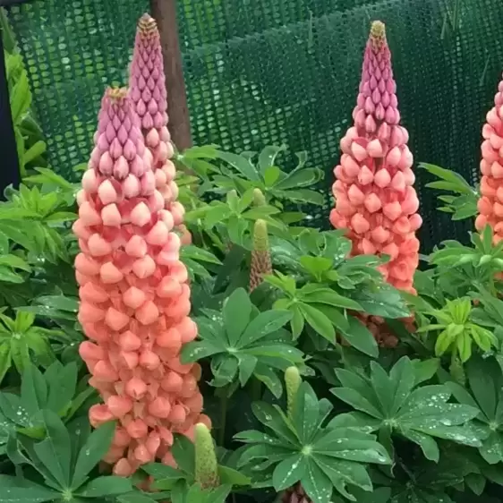 Lupinus West Country 'Salmon Star' 5L