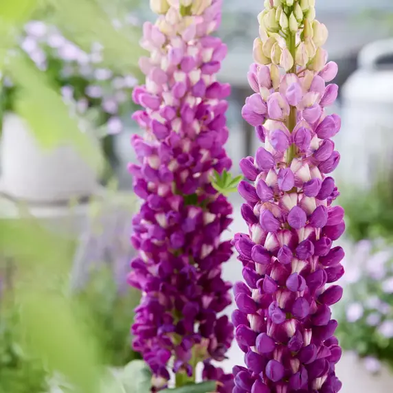 Picture Credit - Walter Blom Plants BV