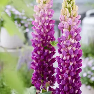 Picture Credit - Walter Blom Plants BV