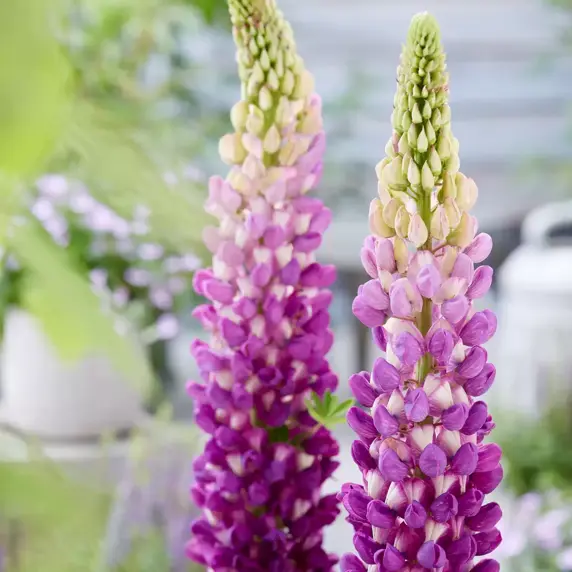 Picture Credit - Walter Blom Plants BV