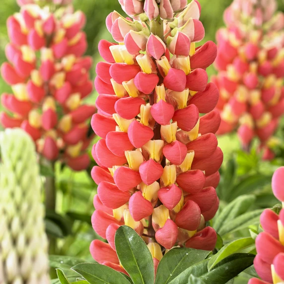 Image Credit: Walter Blom Plants B.V.