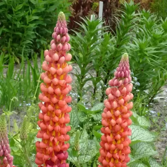 Lupinus West Country 'Terracotta' 1.5L - image 2