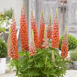 Image Credit: Walter Blom Plants B.V.