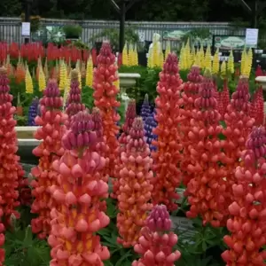 Lupinus West Country 'Terracotta' 1.5L - image 1