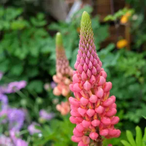 Lupinus West Country 'Towering Inferno' 3L - image 1