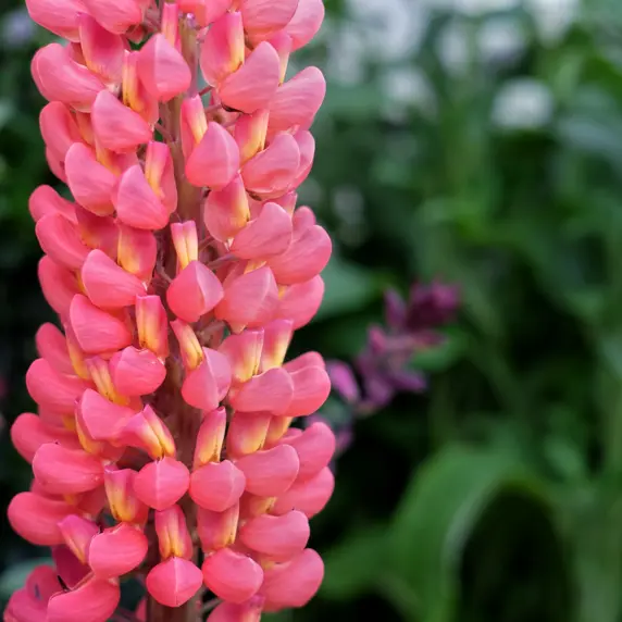 Lupinus West Country 'Towering Inferno' 3L - image 2