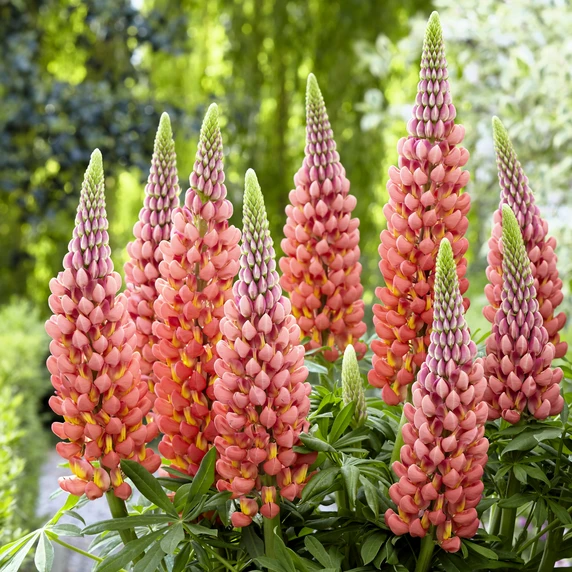 Image Credit: Walter Blom Plants B.V.