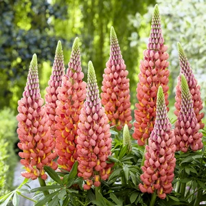 Image Credit: Walter Blom Plants B.V.