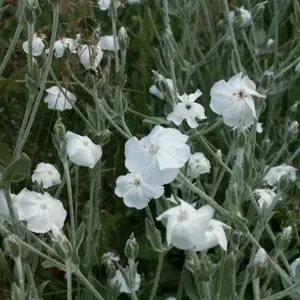 Lychnis coronaria 'Alba'