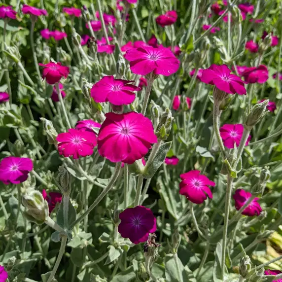 Lychnis coronaria 'Atrosanguinea' 1L