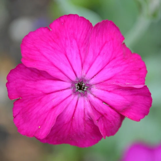 Lychnis coronaria