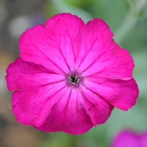 Lychnis coronaria