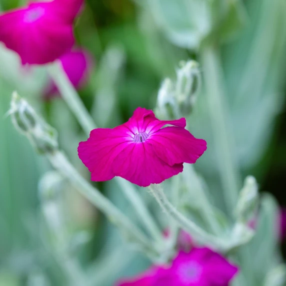 Lychnis coronaria