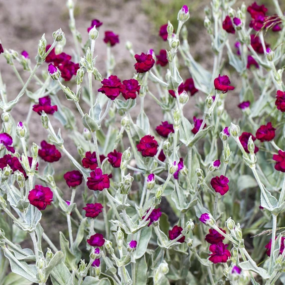 Lychnis coronaria 'Gardeners' World'