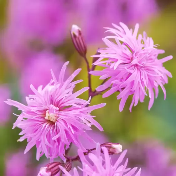 Lychnis 'Jenny' - image 5