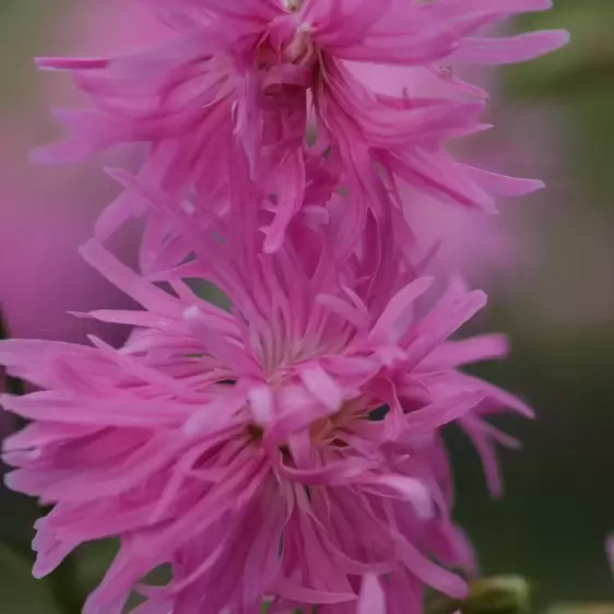 Lychnis 'Jenny' - image 4