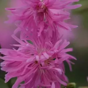 Lychnis 'Jenny' - image 4