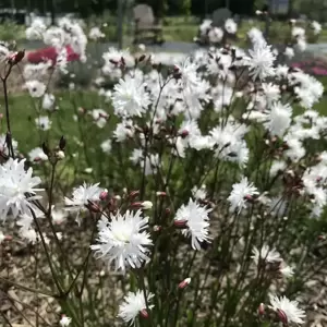 Lychnis 'Petit Henri' - image 1