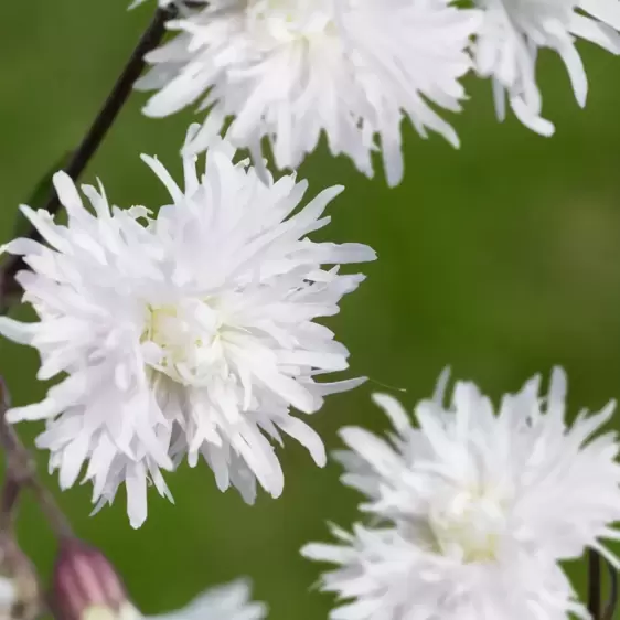 Lychnis 'Petit Henri' - image 2