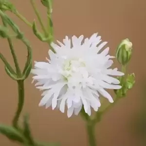 Lychnis 'Petit Henri' - image 3