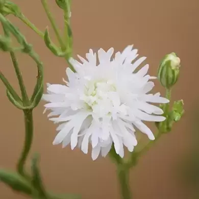 Lychnis 'Petit Henri' 2L - image 3