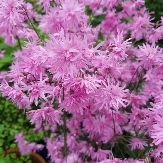 Lychnis 'Petite Jenny' 3L - image 2