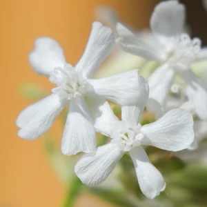 Image Credit: Plantipp BV.