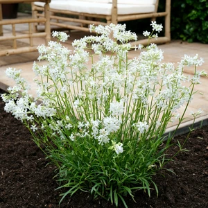 Image Credit: Plantipp BV.