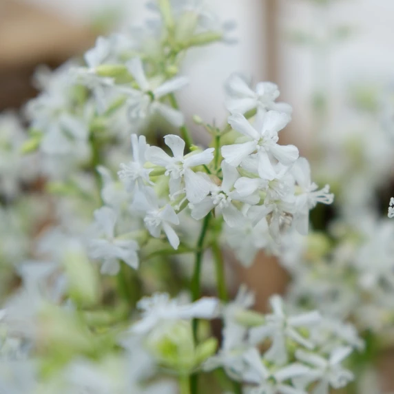 Image Credit: Plantipp BV.