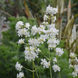 Picture Credit - Kernock Park Plants