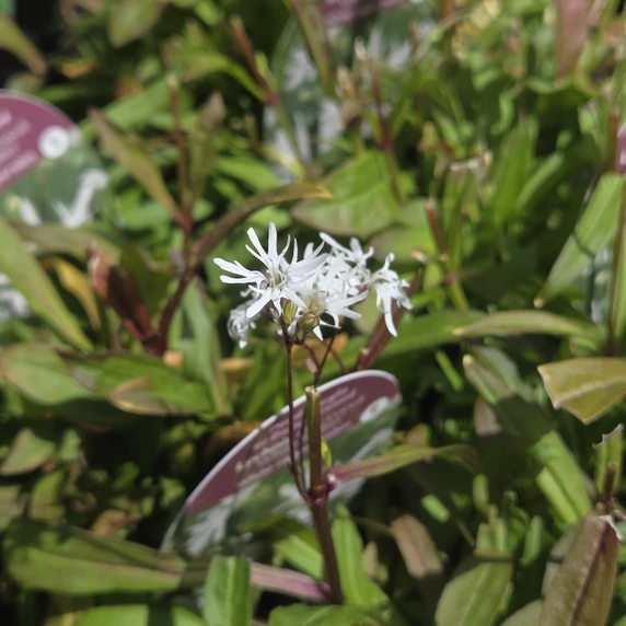 Lychnis flos-cuculi 'White Robin'