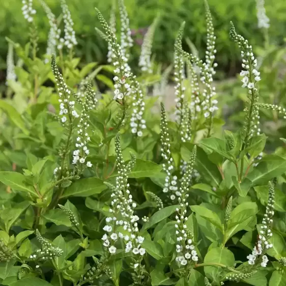 Lysimachia 'Candela' 1L - image 1