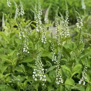 Lysimachia 'Candela' 1L - image 1