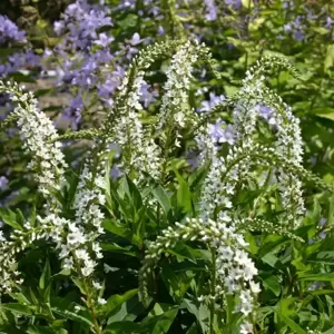 Lysimachia 'Candela' 1L - image 2