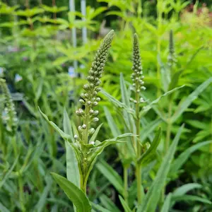 Lysimachia ephemerum