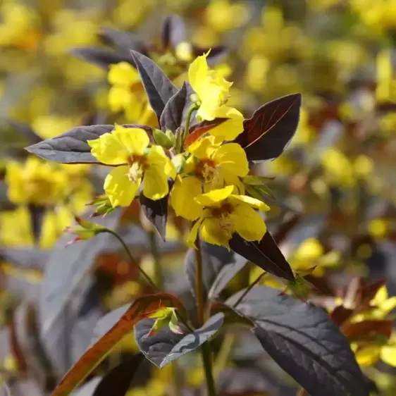 Lysimachia ciliata 'Fire Cracker' 2L - image 1