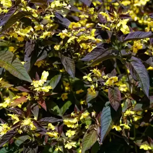 Lysimachia ciliata 'Fire Cracker' 2L - image 4