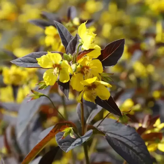 Lysimachia ciliata 'Firecracker' 2L - image 1