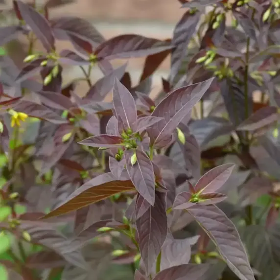 Lysimachia ciliata 'Firecracker' 2L - image 3