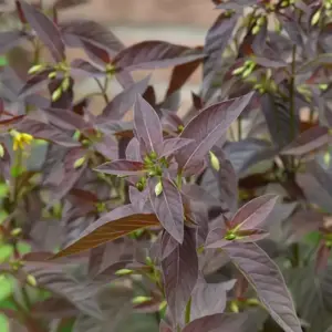 Lysimachia ciliata 'Firecracker' 2L - image 3