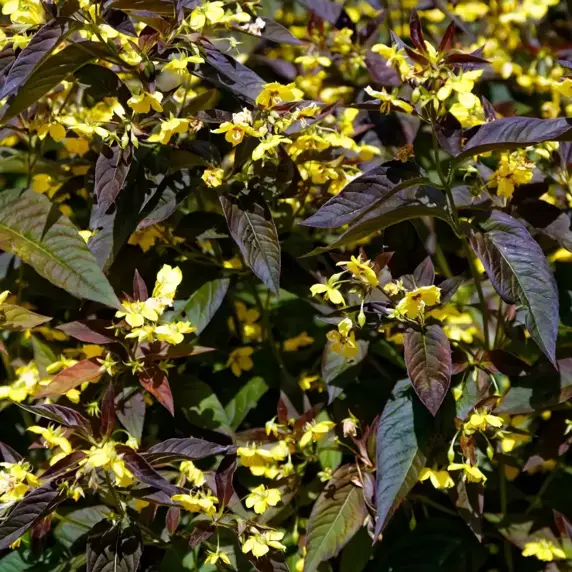 Lysimachia ciliata 'Firecracker' 2L - image 4