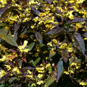 Lysimachia ciliata 'Firecracker' 2L - image 4