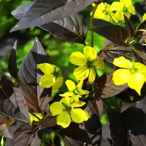 Lysimachia ciliata 'Firecracker' 2L - image 2