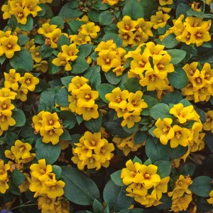 Picture - Ball Horticultural