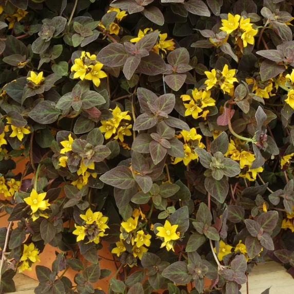 Picture - Ball Horticultural