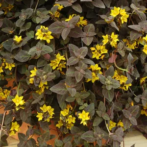 Picture - Ball Horticultural