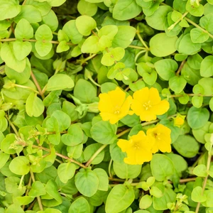 Lysimachia nummularia 11cm - image 2